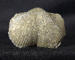 Paraspirifer bownockeri (STEWART 1927) - Bild &copy; FossNet FossilienStore
